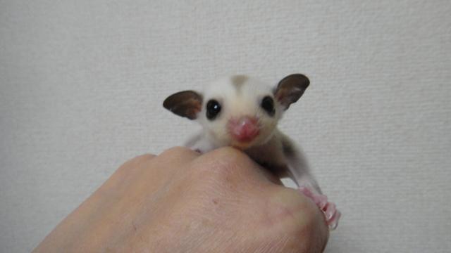 フクロモモンガ プラチナ