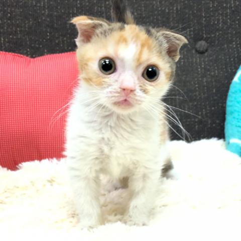 スコティッシュフォールド