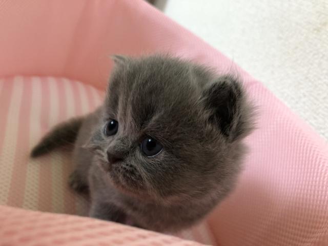 ミヌエット(旧ナポレオン)