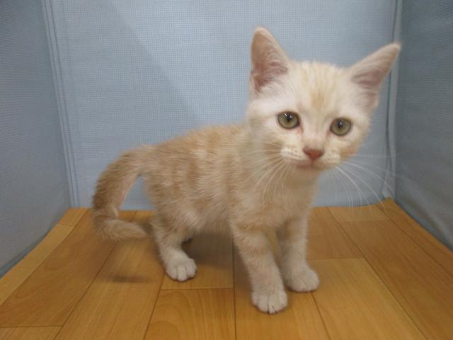 アメリカンショートヘアー