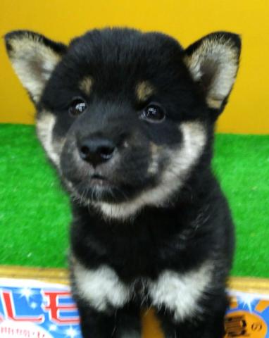 柴犬
