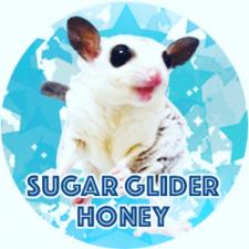 Suger Glider Honey