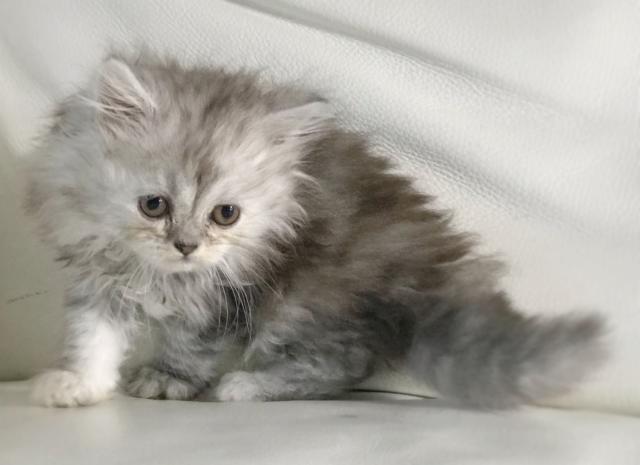 ふわふわミヌエット