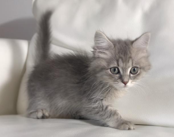 マンチカン【足長】