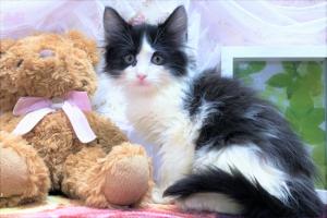 ノルウェジアンフォレストキャット