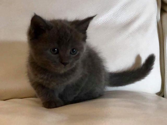 マンチカン【長足】