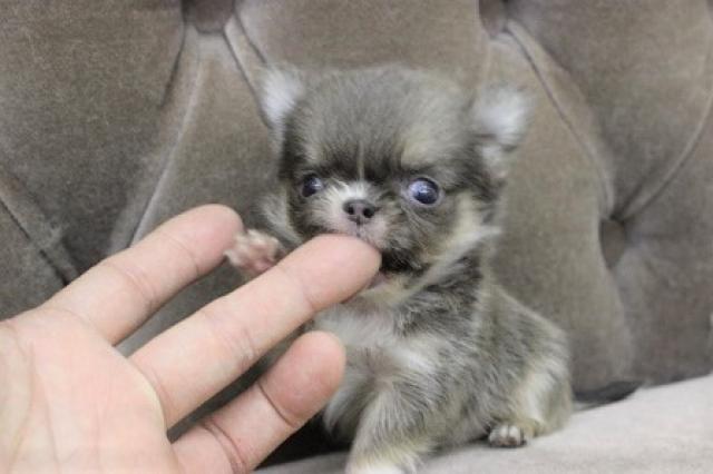 チワワ（ロングコート）