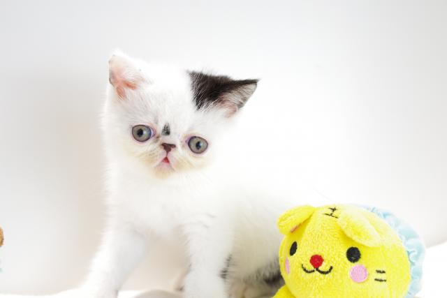 エキゾチックショートヘアー