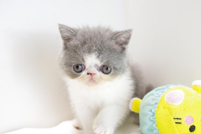 エキゾチックショートヘアー