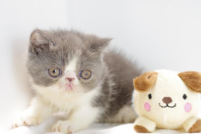 エキゾチックショートヘアー