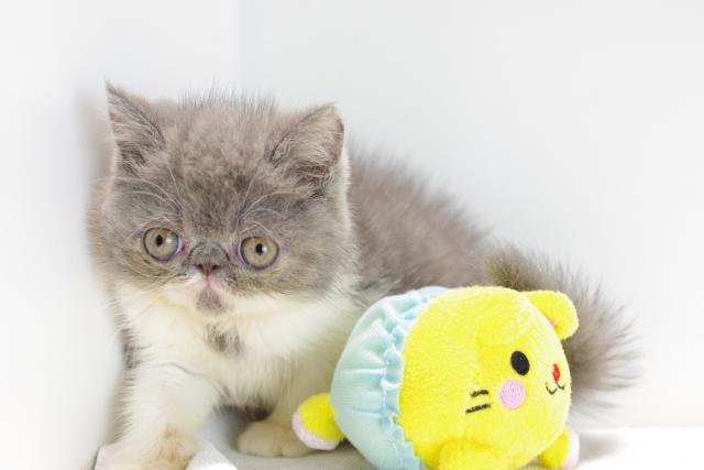 エキゾチックショートヘアー