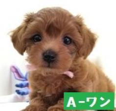 MIX(雑種)