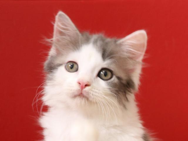 スコティッシュフォールド