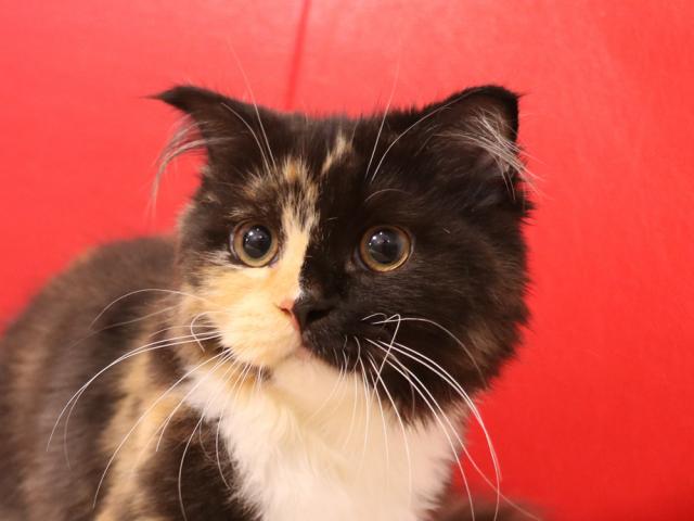 スコティッシュフォールド