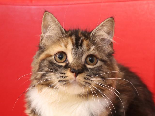 スコティッシュフォールド