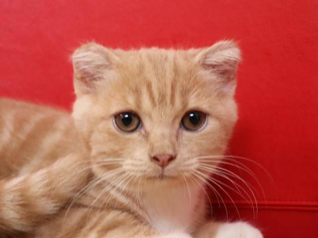 スコティッシュフォールド