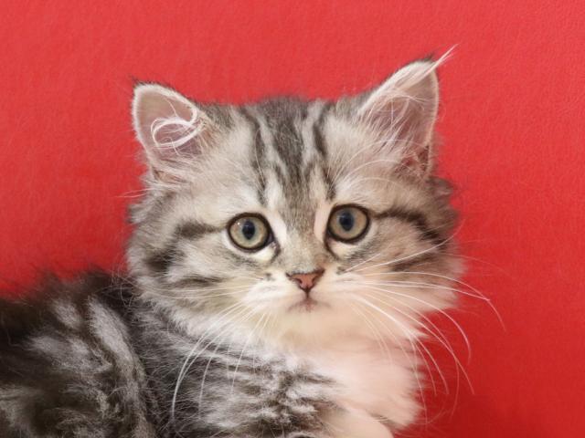 ミヌエット(旧ナポレオン)