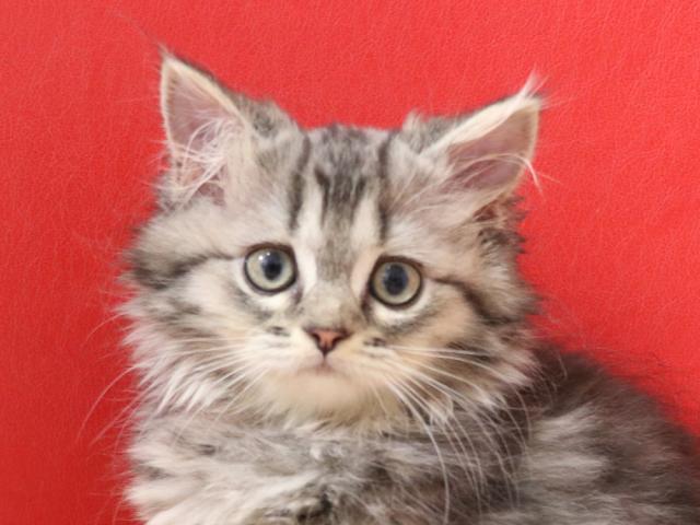 ミヌエット（旧ナポレオン）