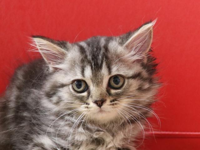 ミヌエット（旧ナポレオン）