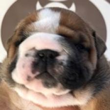 BULLDOG BANCHOU