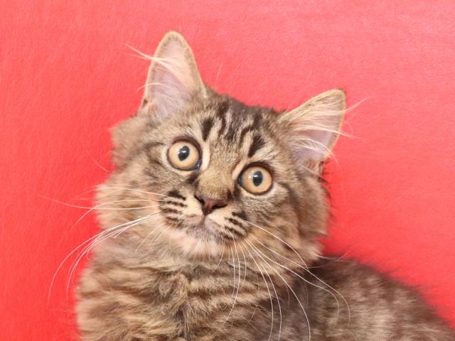 ミヌエット（旧ナポレオン）