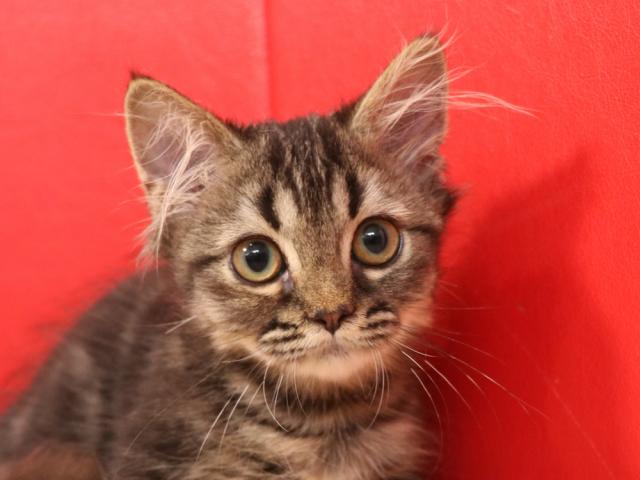 ミヌエット（旧ナポレオン）