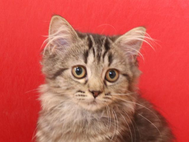 ミヌエット（旧ナポレオン）