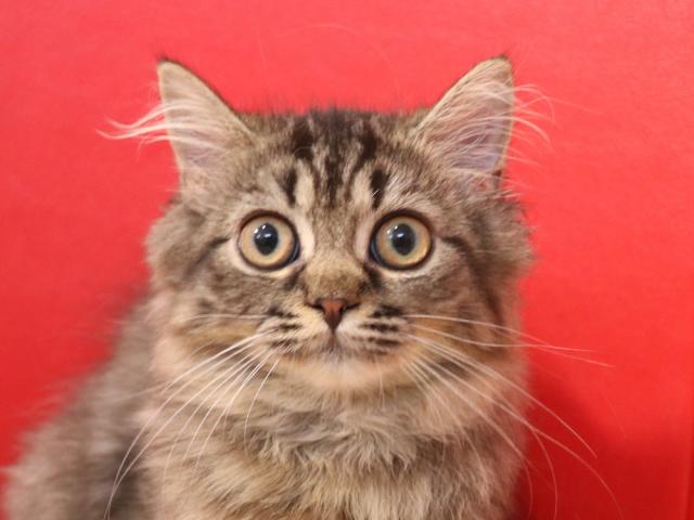 ミヌエット（旧ナポレオン）