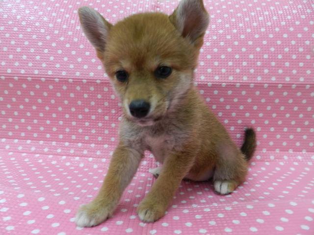 柴犬