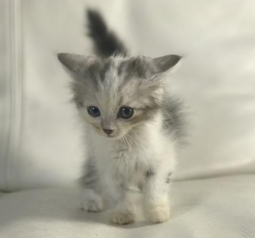 ふわふわロングのマンチカン【長足】