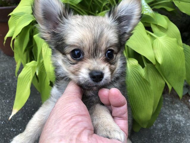 チワワ（ロングコート）