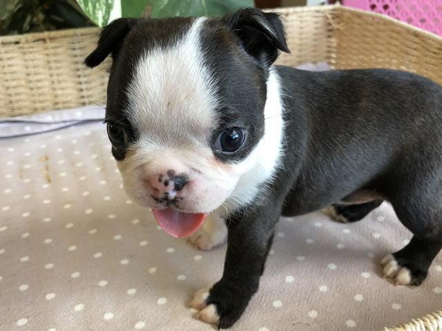 ボストンテリア