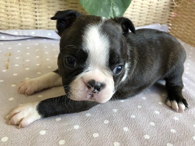 ボストンテリア