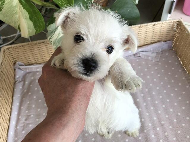 ウエストハイランドホワイトテリア