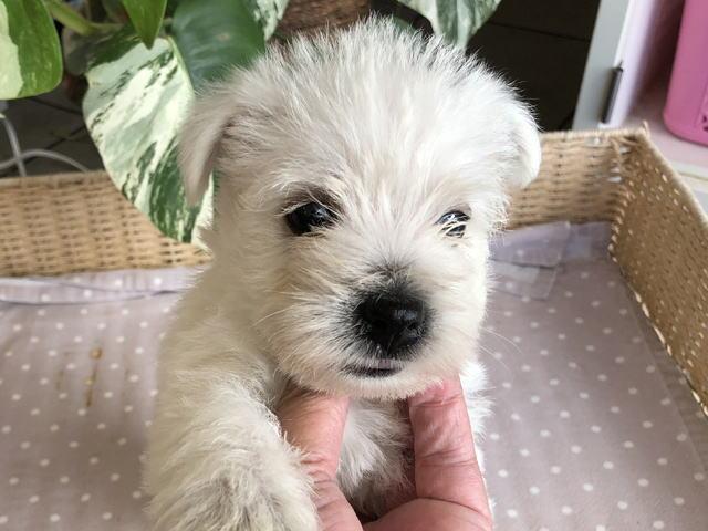 ウエストハイランドホワイトテリア