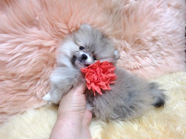 ポメラニアン