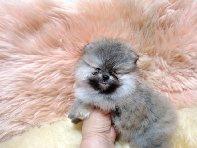 ポメラニアン