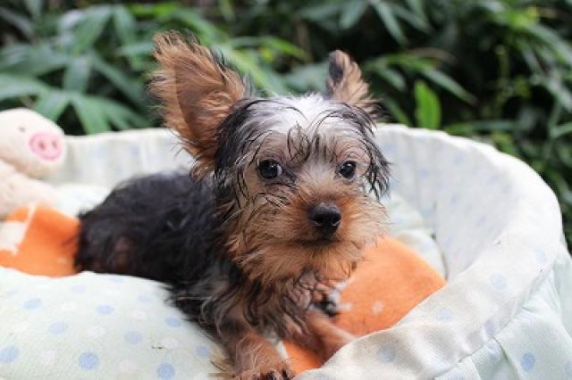 ヨークシャーテリア