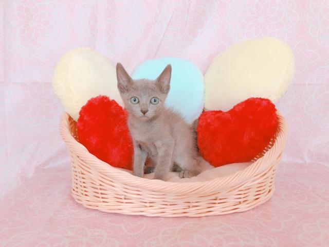 ロシアンブルー