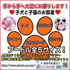 子犬と子猫のお部屋 ペットショップ&ブリーダー