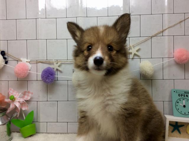 シェットランドシープドッグ