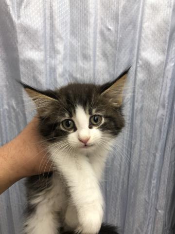 ノルウェージャンフォレストキャット