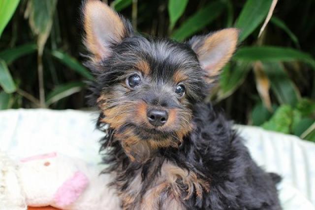 ヨークシャーテリア