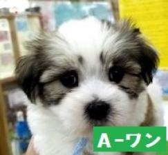 MIX(雑種)お顔の可愛いチワマル