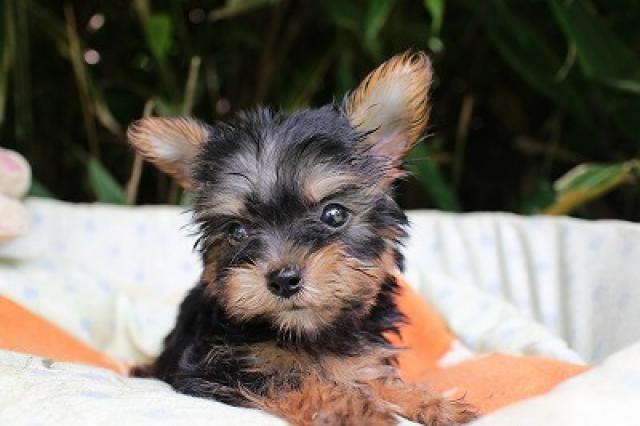 ヨークシャーテリア