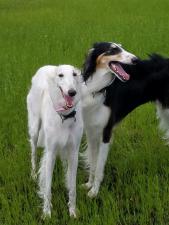 タータリアンアスター犬舎