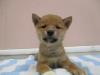柴犬