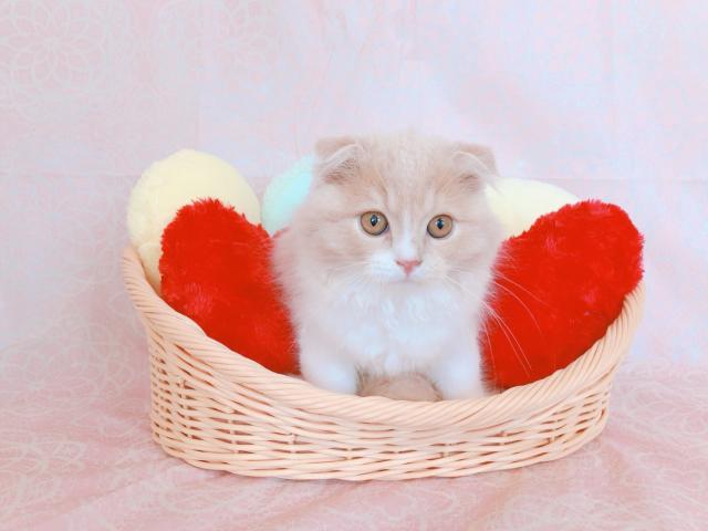 スコティッシュフォールド