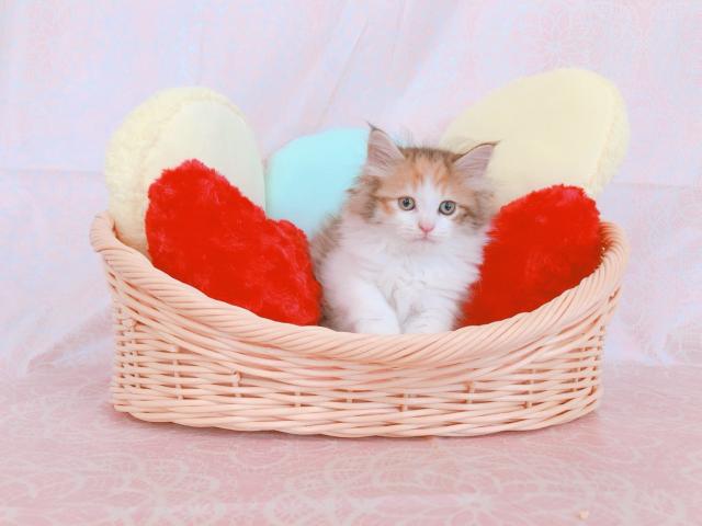 ノルウェージャンフォレストキャット