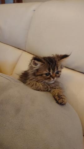 ペルシャ・ヒマラヤン